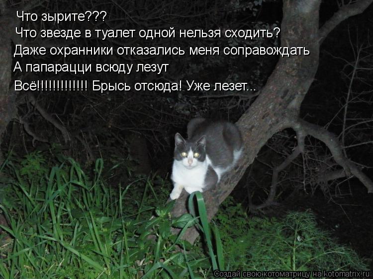 Котоматрица: Что зырите??? Что звезде в туалет одной нельзя сходить? Даже охранники отказались меня соправождать А папарацци всюду лезут Всё!!!!!!!!!!!!! Брыс