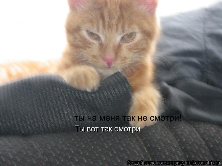 Котоматрица: Ты вот так смотри