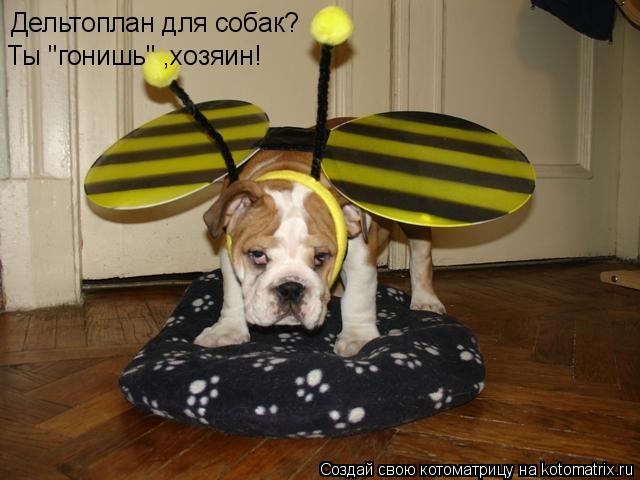 Котоматрица: Дельтоплан для собак? Ты "гонишь" ,хозяин!