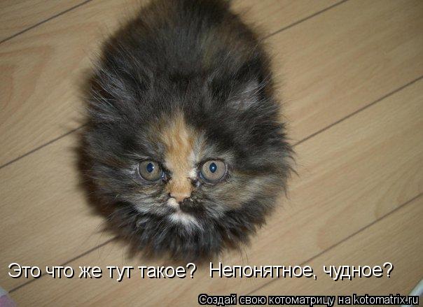 Котоматрица: Это что же тут такое?  Непонятное, чудное?