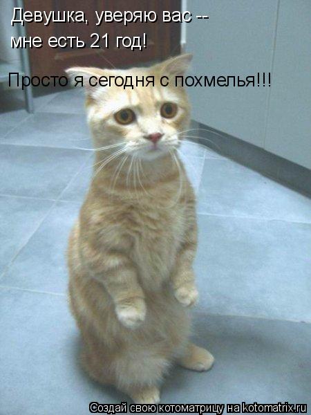 Котоматрица: Девушка, уверяю вас -- мне есть 21 год! Просто я сегодня с похмелья!!!