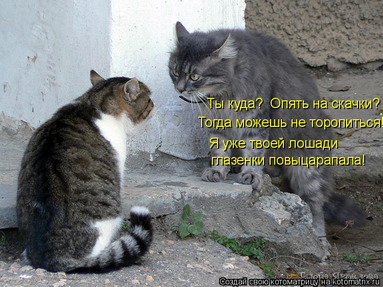 Котоматрица: Ты куда?  Опять на скачки? Тогда можешь не торопиться! Я уже твоей лошади  глазенки повыцарапала!