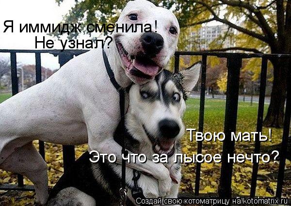 Котоматрица: Не узнал? Я иммидж сменила! Твою мать! Это что за лысое нечто?