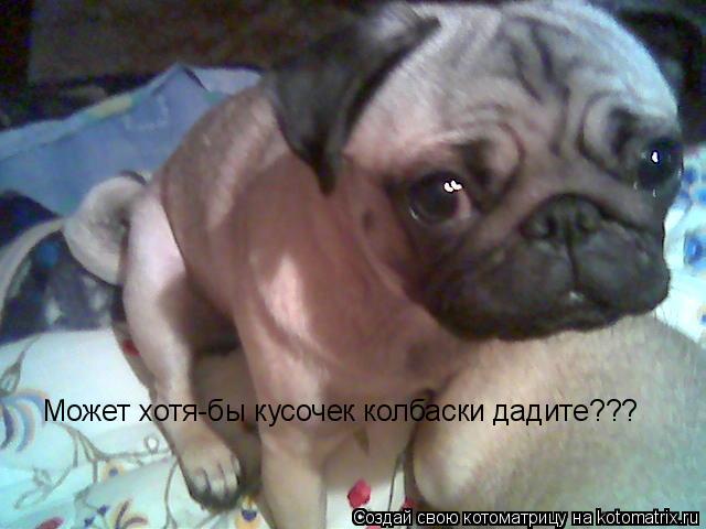 Котоматрица: Может хотя-бы кусочек колбаски дадите???