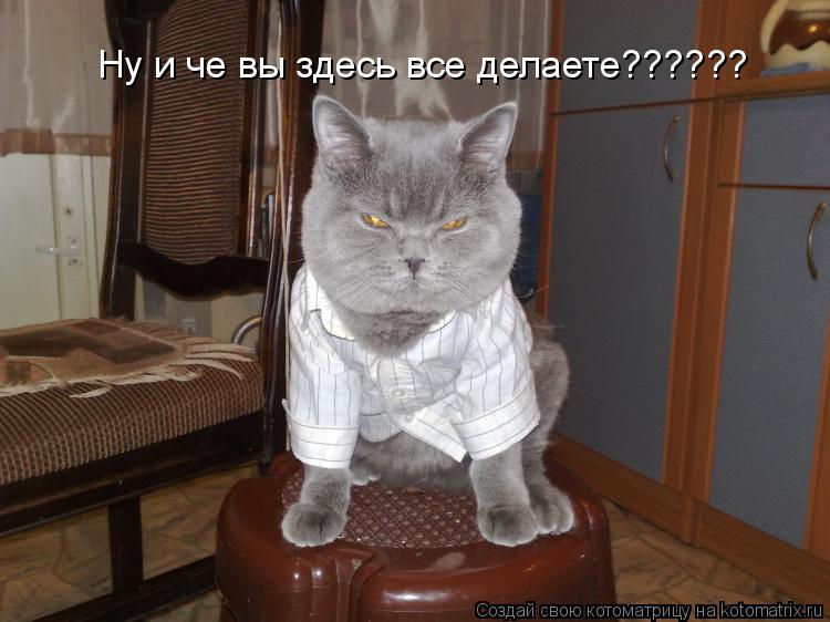 Котоматрица: Ну и че вы здесь все делаете??????