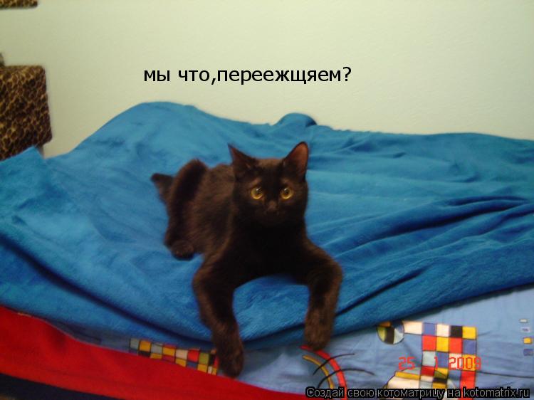 Котоматрица: мы что,переежщяем?