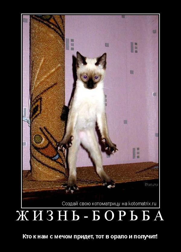 Ж И З Н Ь - Б О Р Ь Б А ... Котоматрица: Ж И З Н Ь - Б О Р Ь Б А