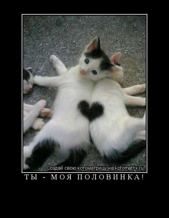 Котоматрица: Т Ы   -   М О Я   П О Л О В И Н К А ! 