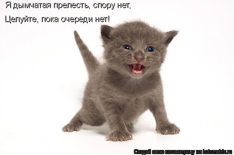 Целуйте, пока очереди нет! Я дымчатая прелесть, спору нет Я дымчатая прелесть, спору нет,... Котоматрица: Целуйте, пока очереди нет! Я дымчатая прелесть, спору нет Я дымчатая прелесть, спору нет,