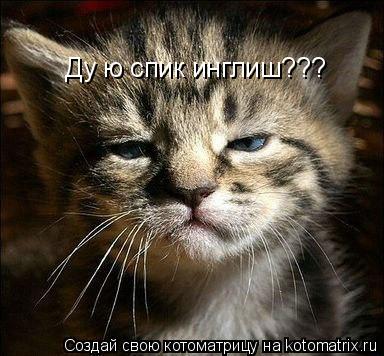Котоматрица: Ду ю спик инглиш???