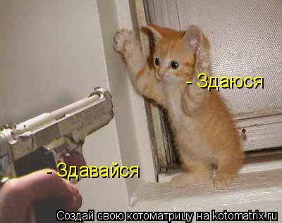 Котоматрица: - Здавайся  - Здаюся