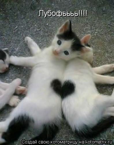 Котоматрица: Лубофьььь!!!!