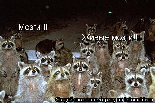 Котоматрица: - Мозги!!! - Живые мозги!!!