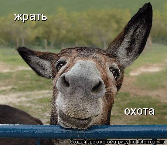 Котоматрица: жрать охота