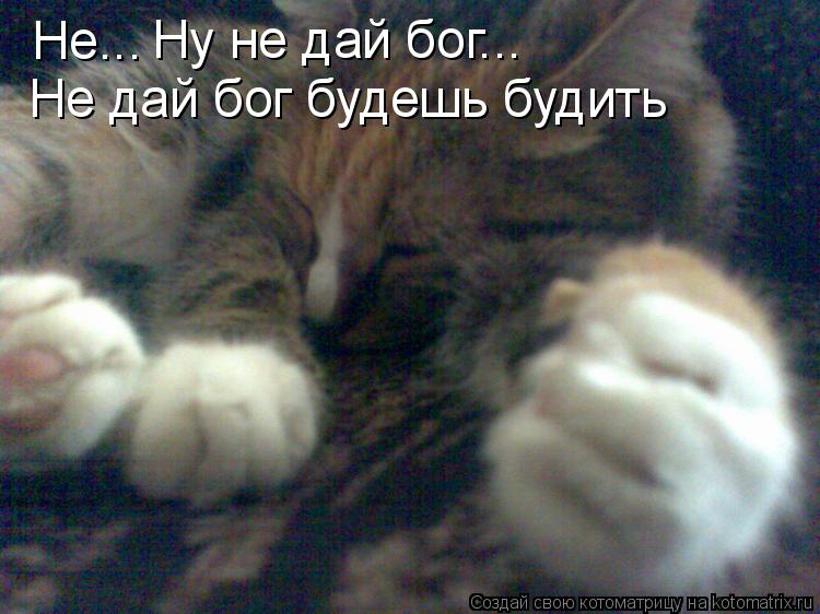 Котоматрица: Не... Ну не дай бог... Не дай бог будешь будить