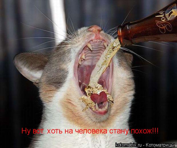 Котоматрица: Ну вот. хоть на человека стану похож!!!