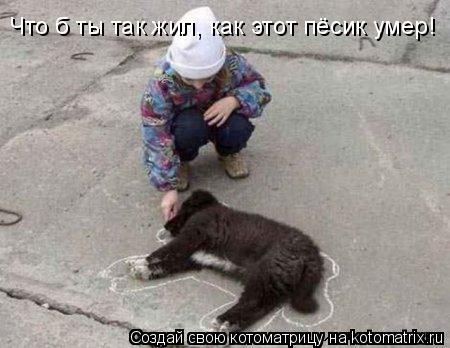 Котоматрица: Что б ты так жил, как этот пёсик умер!