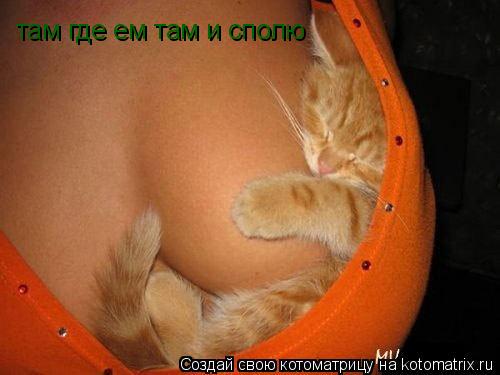 Котоматрица: там где ем там и сполю