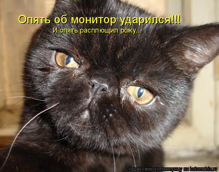 Котоматрица: Опять об монитор ударился!!! И опять расплющил рожу...