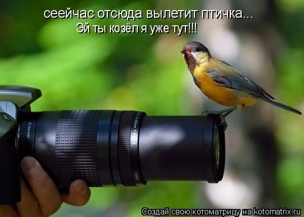 Котоматрица: сеейчас отсюда вылетит птичка... Эй ты козёл я уже тут!!!