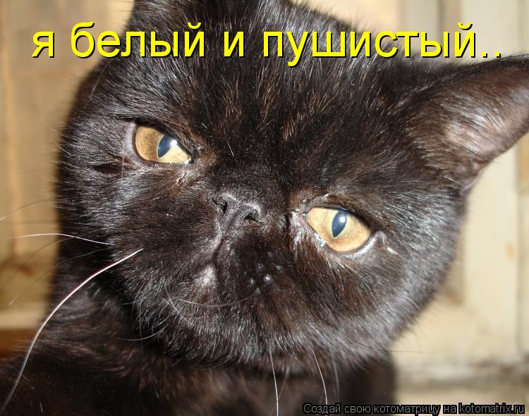 Котоматрица: я белый и пушистый..