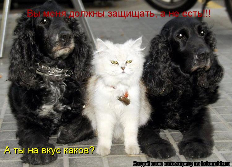 Котоматрица: Вы меня должны защищать, а не есть!!! А ты на вкус каков?