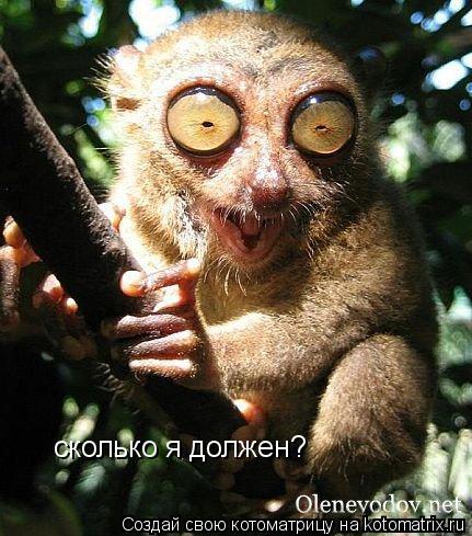 Котоматрица: сколько я должен?