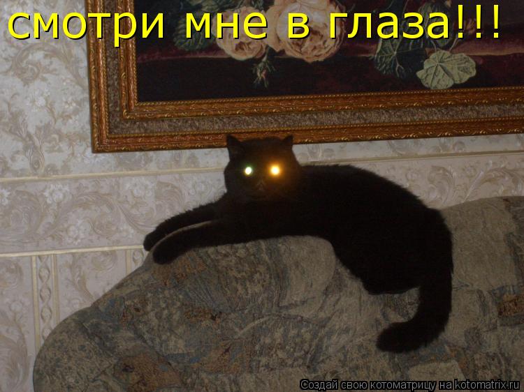 Котоматрица: смотри мне в глаза!!!