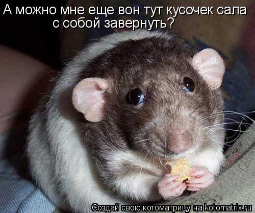 Котоматрица: А можно мне еще вон тут кусочек сала с собой завернуть?