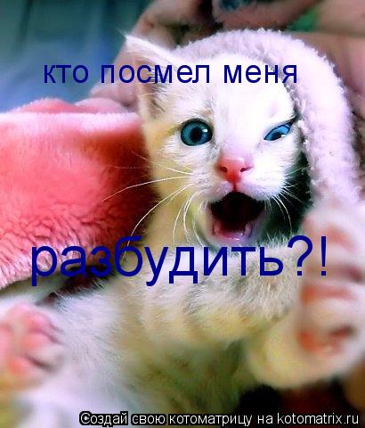 Котоматрица: кто посмел меня разбудить?!
