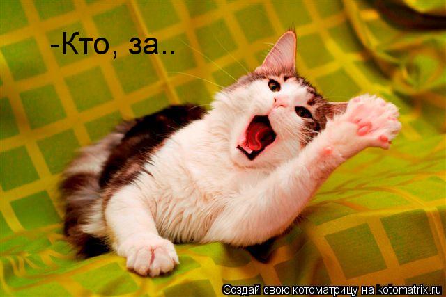 Котоматрица: -Кто, за….