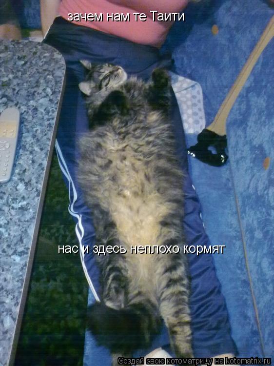 Котоматрица: зачем нам те Таити  зачем нам те Таити  нас и здесь неплохо кормят