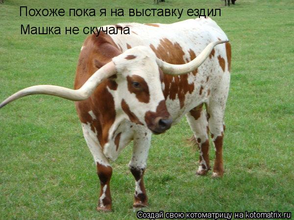 Котоматрица: Похоже пока я на выставку ездил Машка не скучала