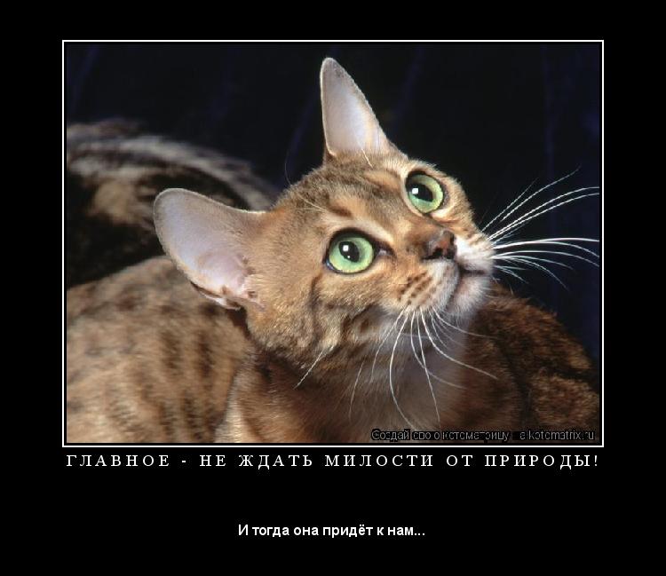 Котоматрица: Г Л А В Н О Е   -   Н Е   Ж Д А Т Ь   М И Л О С Т И   О Т   П Р И Р О Д Ы ! 