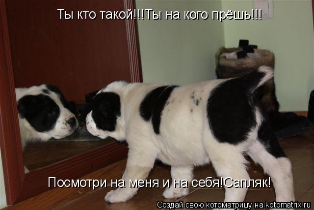 Котоматрица: Ты кто такой!!!Ты на кого прёшь!!! Посмотри на меня и на себя!Сапляк!
