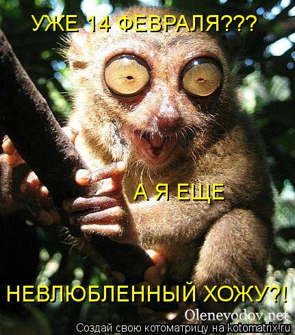 Котоматрица: УЖЕ 14 ФЕВРАЛЯ??? А Я ЕЩЕ НЕВЛЮБЛЕННЫЙ ХОЖУ?!