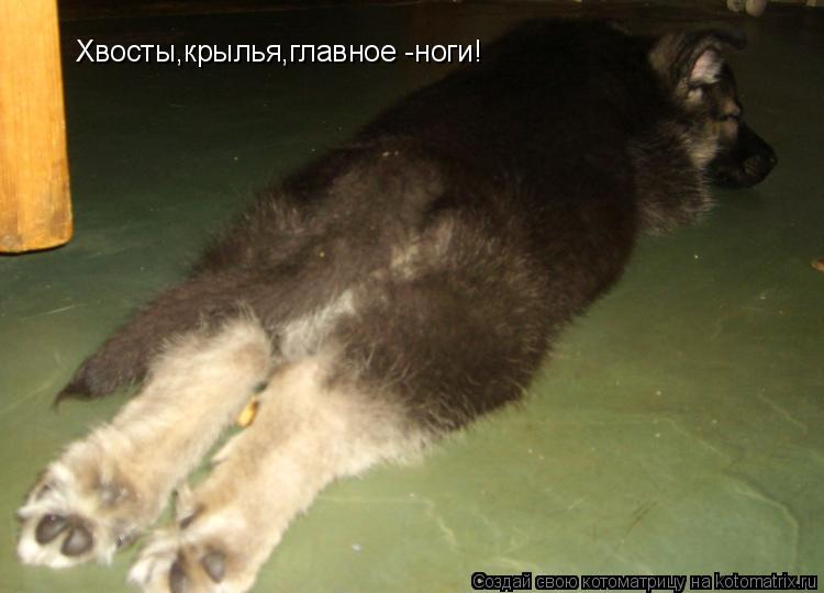 Котоматрица: Хвосты,крылья,главное -ноги!