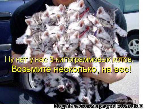 Котоматрица: Возьмите несколько, на вес! Ну нет у нас 3-килограммовых котов,