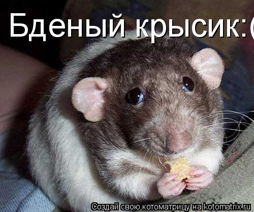 Котоматрица: Бденый крысик:(