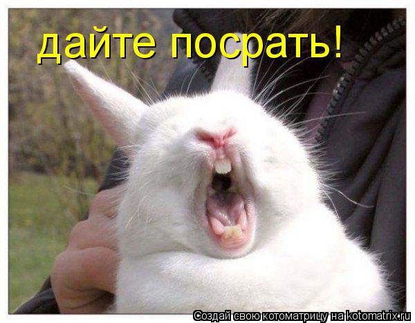 Котоматрица: дайте посрать!