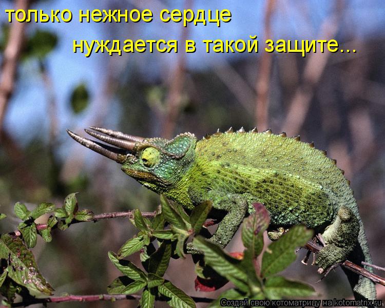 только нежное сердце нуждается в такой защите...... Котоматрица: только нежное сердце нуждается в такой защите...