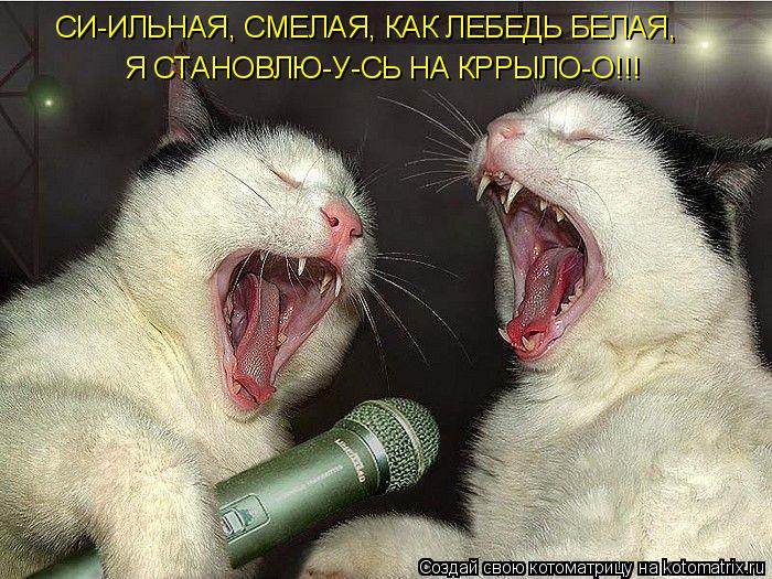 Котоматрица: СИ-ИЛЬНАЯ, СМЕЛАЯ, КАК ЛЕБЕДЬ БЕЛАЯ, Я СТАНОВЛЮ-У-СЬ НА КРРЫЛО-О!!!