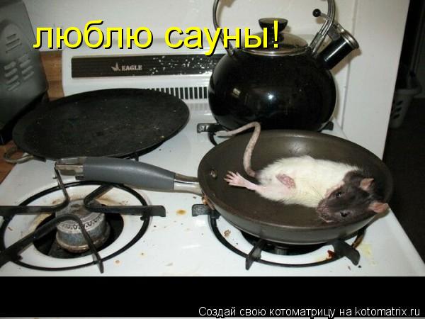 Котоматрица: люблю сауны!