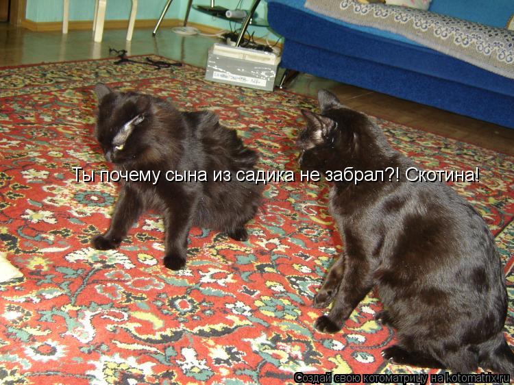 Котоматрица: Ты почему сына из садика не забрал?! Скотина!