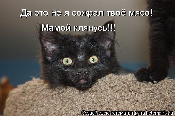 Котоматрица: Да это не я сожрал твоё мясо! Мамой клянусь!!!