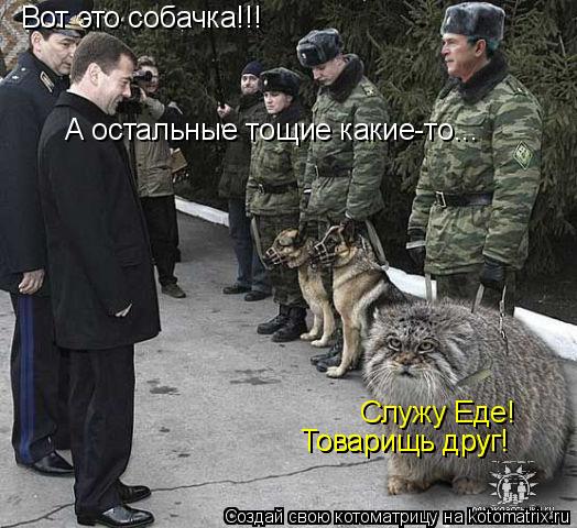 Котоматрица: Вот это собачка!!! А остальные тощие какие-то... Служу Еде! Товарищь друг! Товарищь друг!