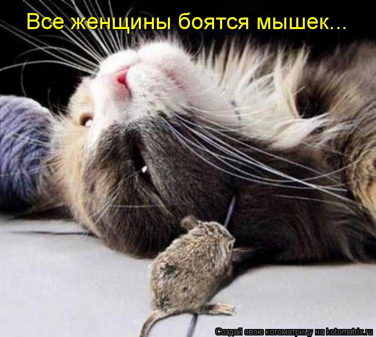 Котоматрица: Все женщины боятся мышек...