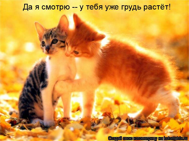 Котоматрица: Да я смотрю -- у тебя уже грудь растёт!