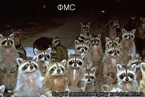 Котоматрица: ФМС