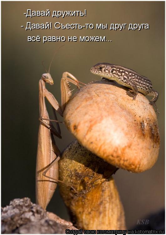 Котоматрица: -Давай дружить! - Давай! Съесть-то мы друг друга всё равно не можем...